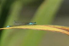 Ishnura elegans
