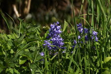 Jacinthe sp.