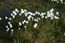 Linaigrette
