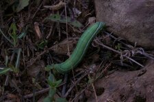 Chenille (?)