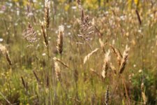 Graminée sur friche - Poaceae