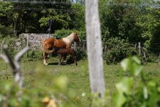 Jument de trait et son poulain