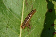 Chenille de la Buveuse