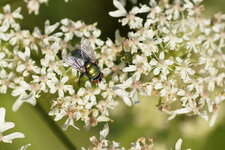 La Mouche verte