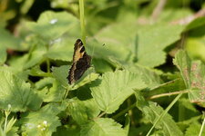 La Petite Tortue