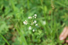 La Sanicle d