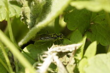La Tenthrède verte