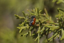 Lachnaia sexpunctata - sous réserve