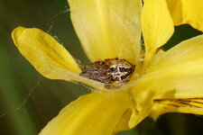 Larinoides cornutus