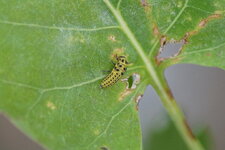 Larve de Coccinelle à 22 points 