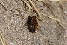 Le Bombyle hottentot - sous réserve