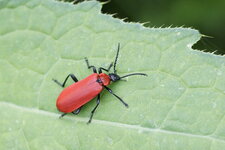 Le Cardinal - Pyrhocroa coccinea