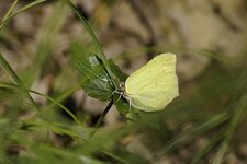 Le Citron