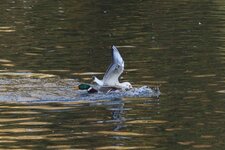 Le Colvert n