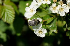 Le Drap mortuaire sur fleur d
