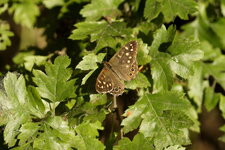Le Tircis