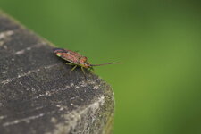 Pantilius tunicatus