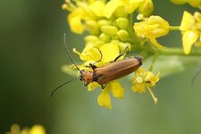 Lepture douteuse - Anastrangalia dubia - femelle