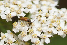 Brachyleptura fulva - sous réserve