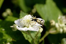 Lepture tâchetée