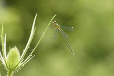 Leste vert