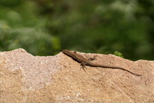 Lézard sp.