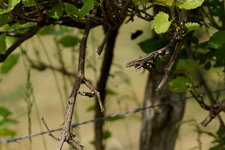 Lézard sp.