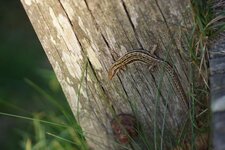 Lézard sp.