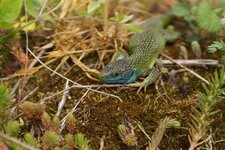 Lézard vert
