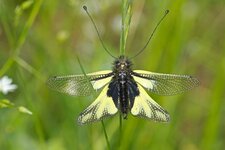 Libelloides coccajus - L