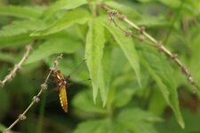 Libellule déprimée / Libellula depressa