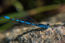 Agrion porte-coupe