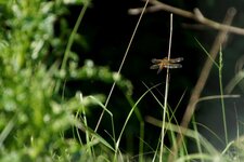 Libellule à 4 tâches