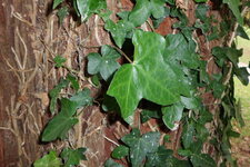 Lierre : Hedera helix