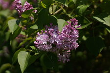 Lilas