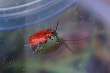 Lilioceris sp.