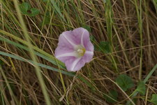 Liseron des dunes