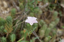 Liseron sp.