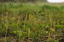 Listères à feuilles ovales