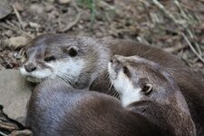 Loutre cendrée