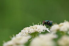 Lucilia sp.