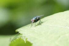 Lucilie sp.