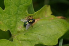 Lucilie sp.