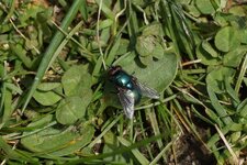 Lucilie sp.