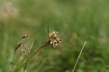 Luzule sp.