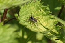 Lycées sp.