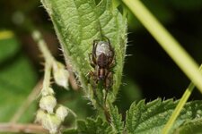 Lycose sp.