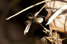 Lycosidé sp.