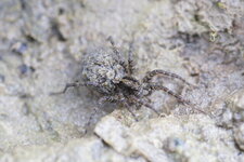 Lycosidée avec sa portée sur le dos