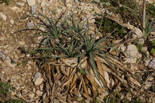 Lys des sables - sous réserve